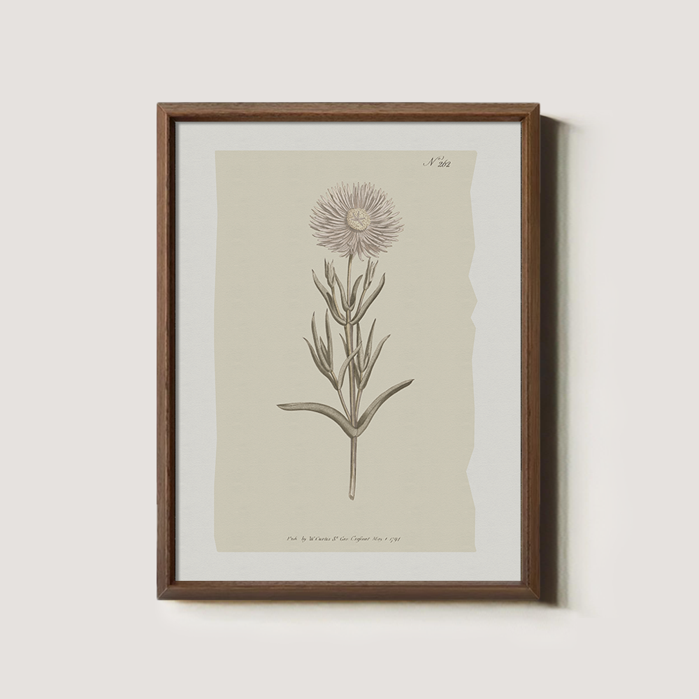 Vintage Onopordum Acanthium Botanical Etching