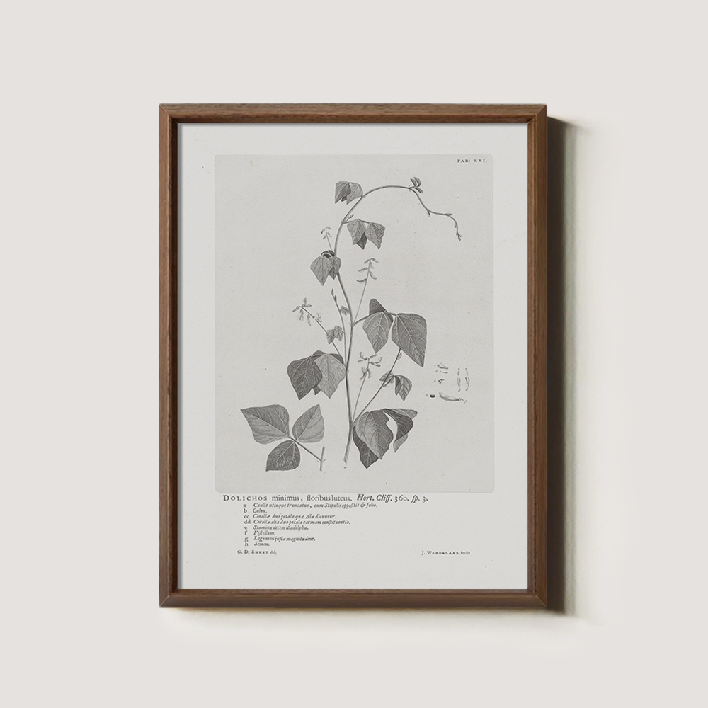 Vintage Kautia Hart Botanical Etching