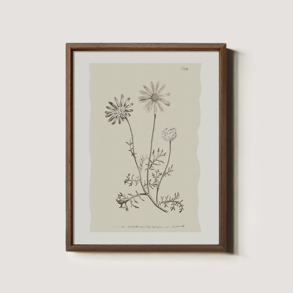 Vintage Leucanthemum Vulgar e Botanical Etching