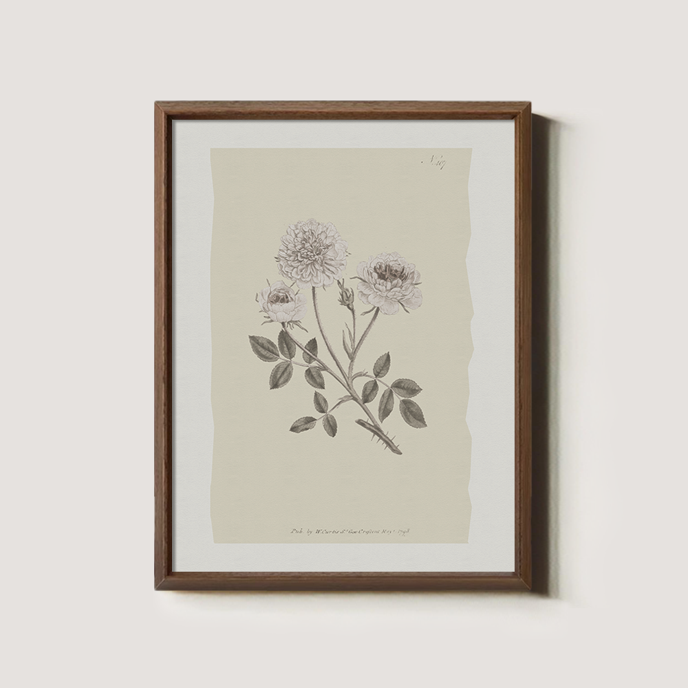 Vintage Rosa Centifolia Botanical Etching