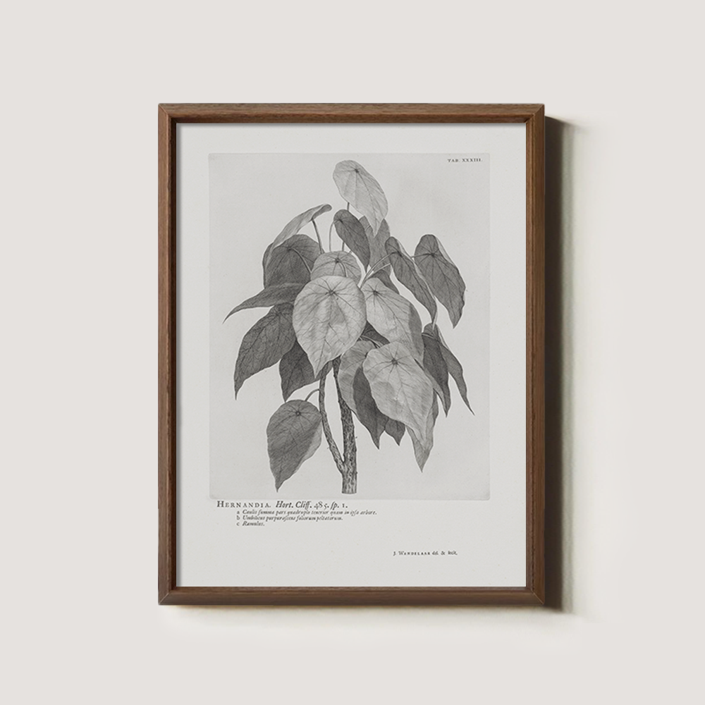Vintage Hernandia Botanical Etching