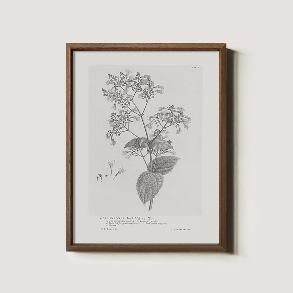 Vintage Collinnia Hart Botanical Etching