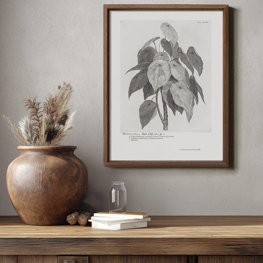 Vintage Hernandia Botanical Etching