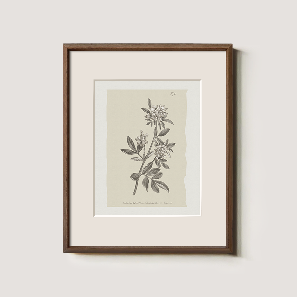 Vintage Actinotus Helianthi Botanical Etching