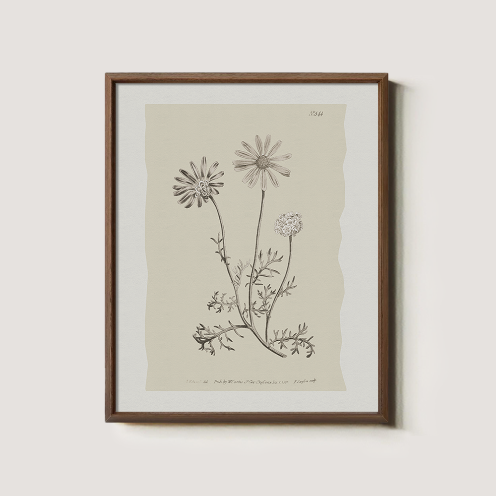 Vintage Leucanthemum Vulgar e Botanical Etching