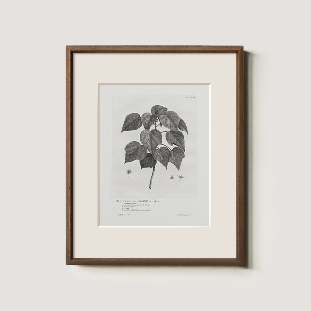 Vintage Helianthus Tuberosus Botanical Etching