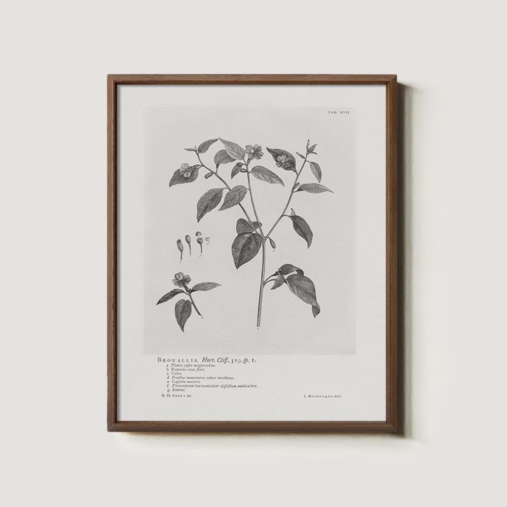 Vintage Browallia Hert Botanical Etching