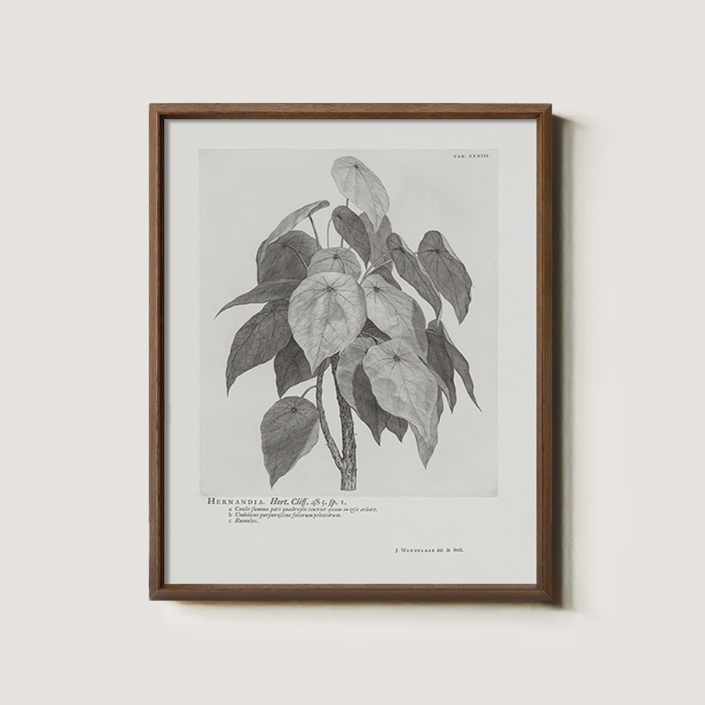 Vintage Hernandia Botanical Etching