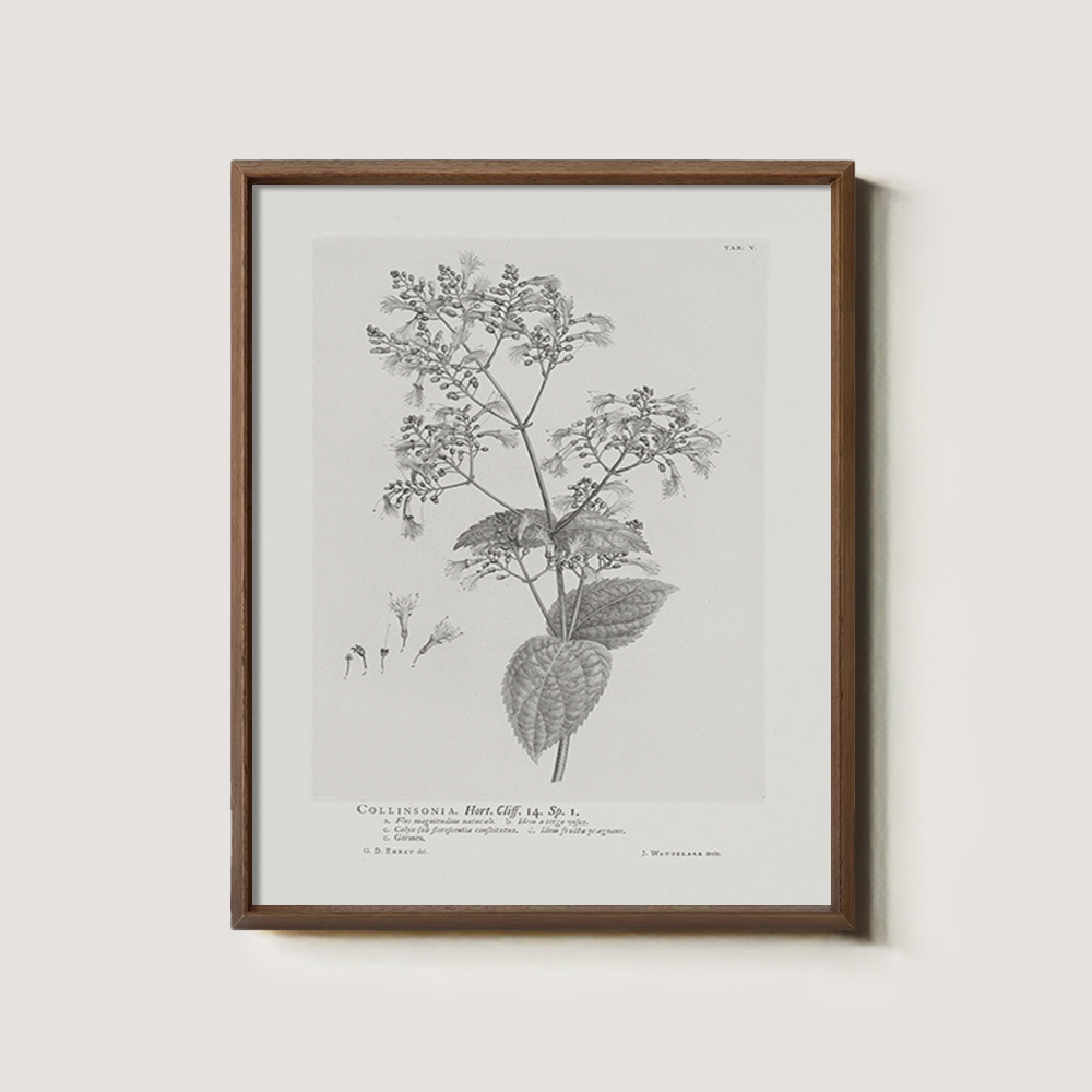 Vintage Collinnia Hart Botanical Etching