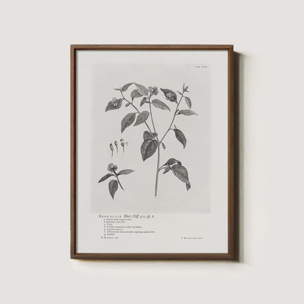 Vintage Browallia Hert Botanical Etching