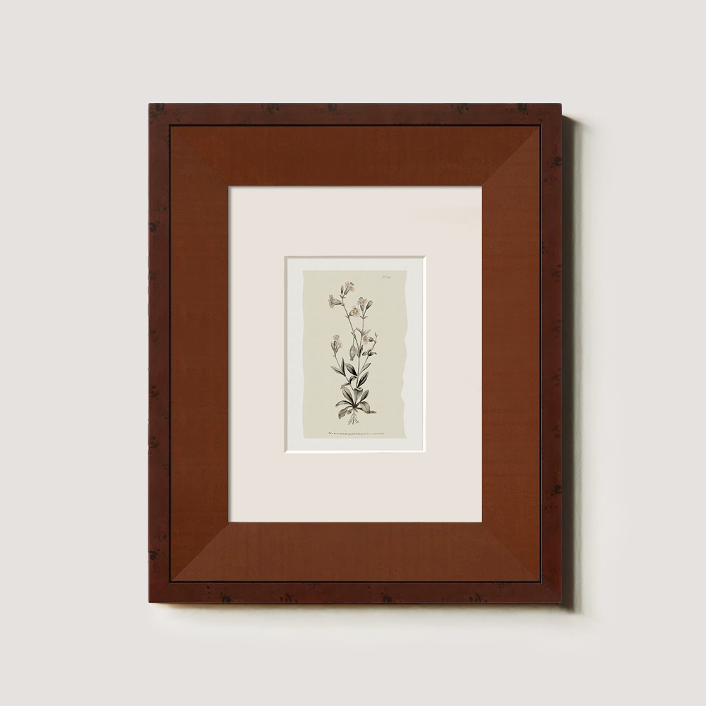 Vintage Arabis Alpina Botanical Etching