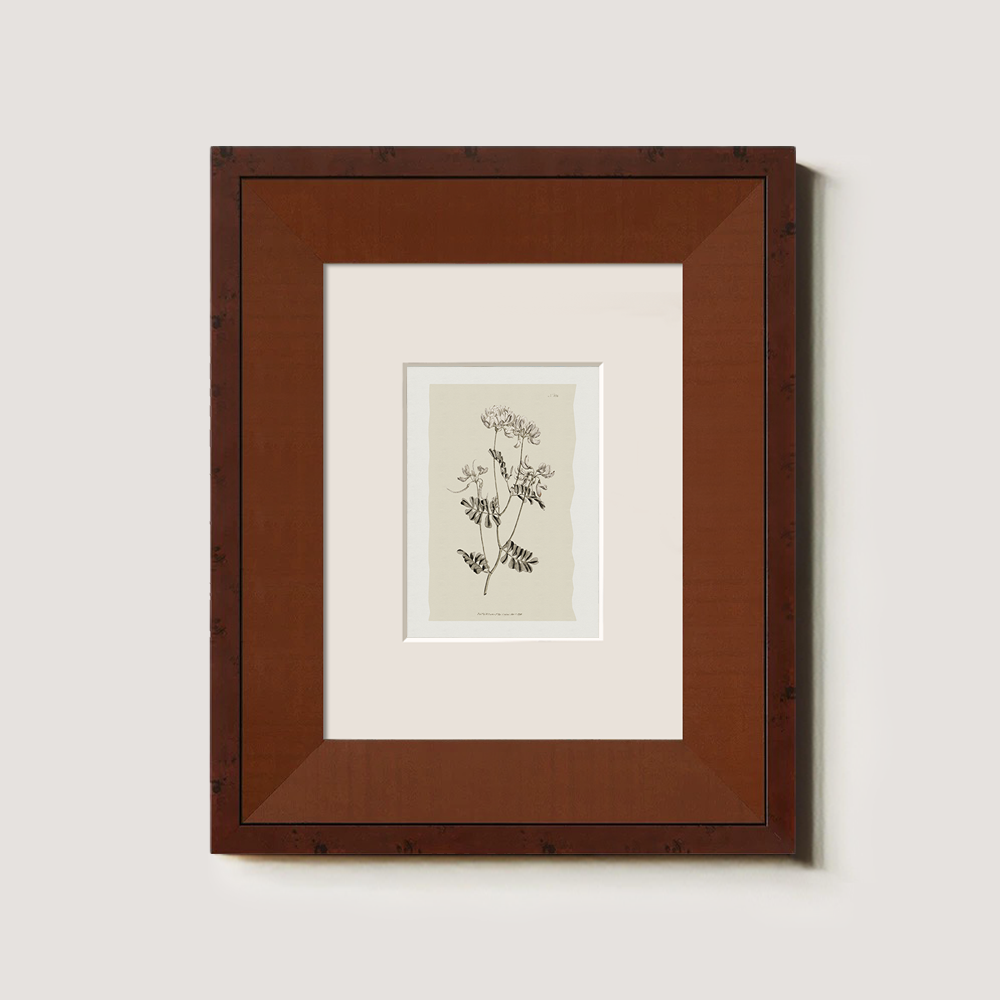 Vintage Anthyllis Vulneraria Botanical Etching