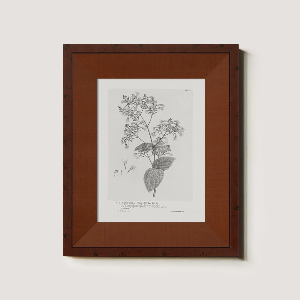 Vintage Collinnia Hart Botanical Etching