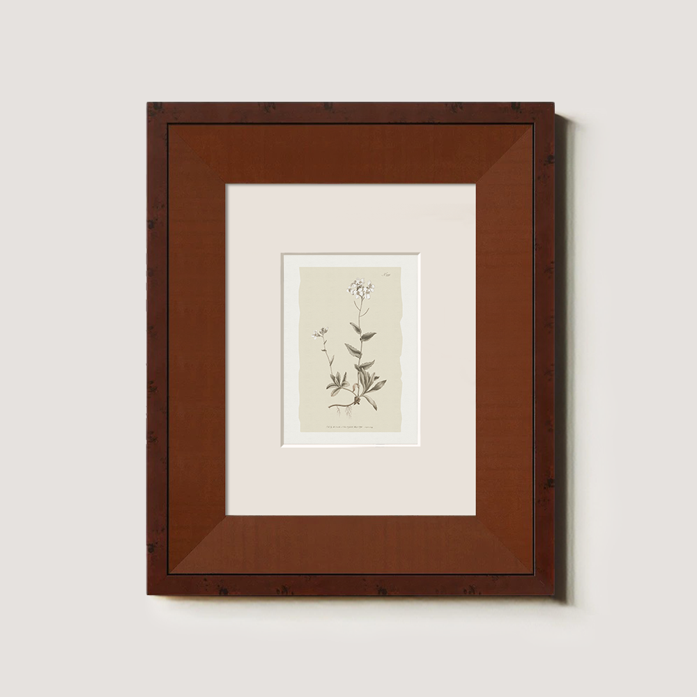 Vintage Cardamine Hirsuta Botanical Etching