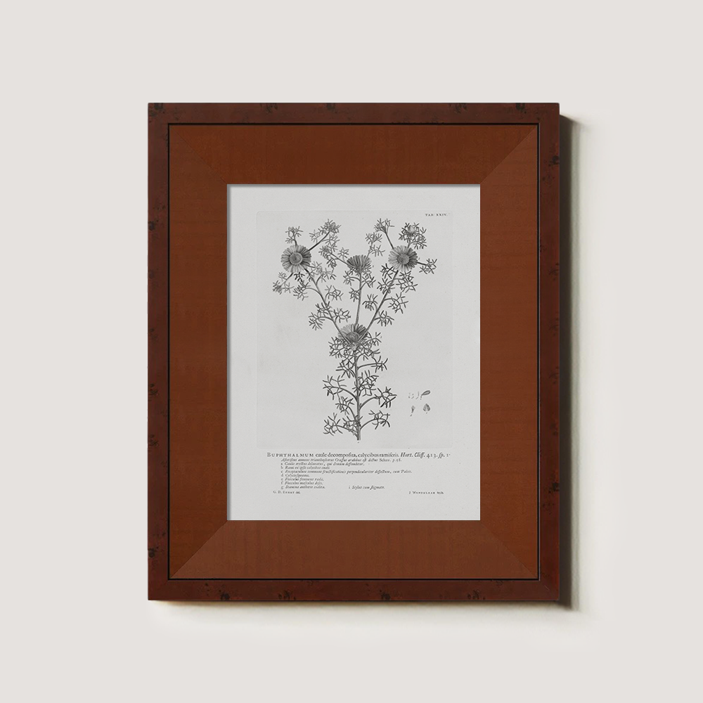 Vintage Buphthalmum Maculatum Botanical Etching