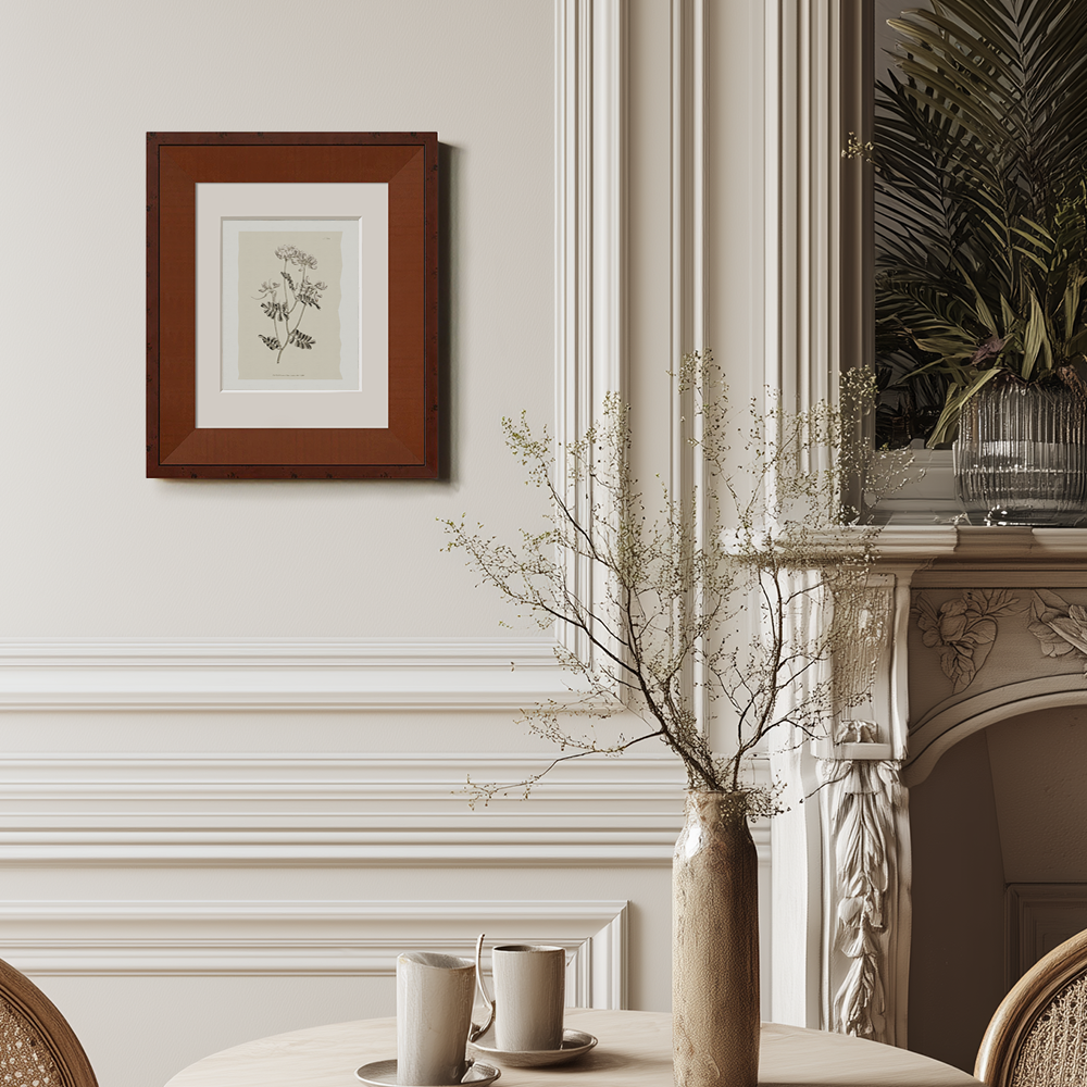 Vintage Anthriscus Sylvestris Botanical Etching