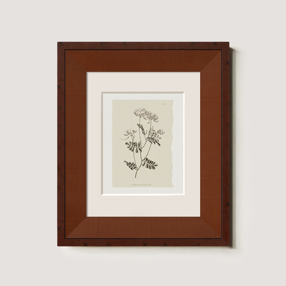 Vintage Anthyllis Vulneraria Botanical Etching
