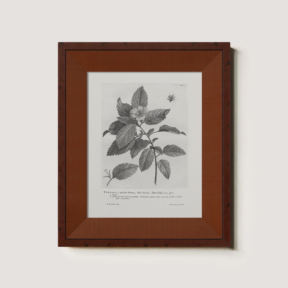 Vintage Turnera Ulmifolia Botanical Etching