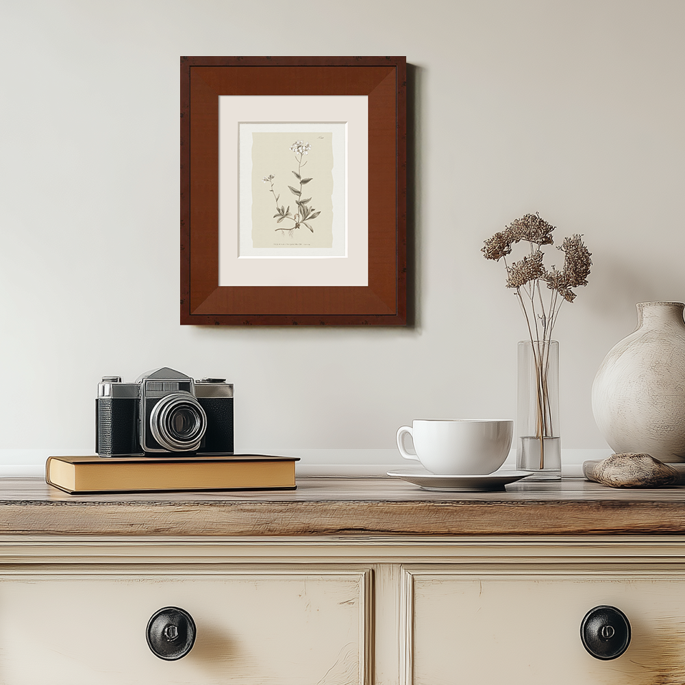 Vintage Cardamine Hirsuta Botanical Etching