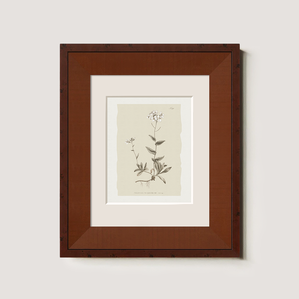 Vintage Cardamine Hirsuta Botanical Etching