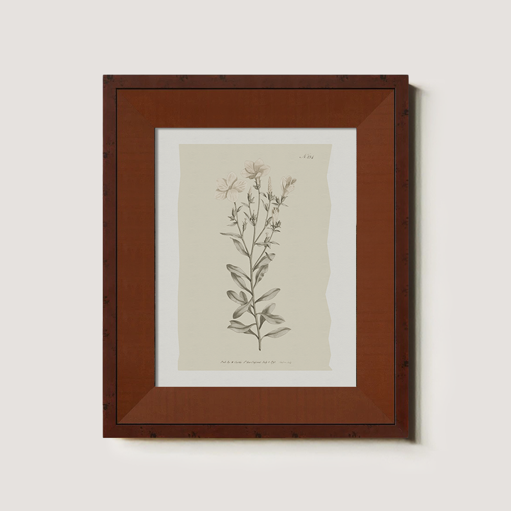 Vintage Epilobium Montanum Botanical Etching