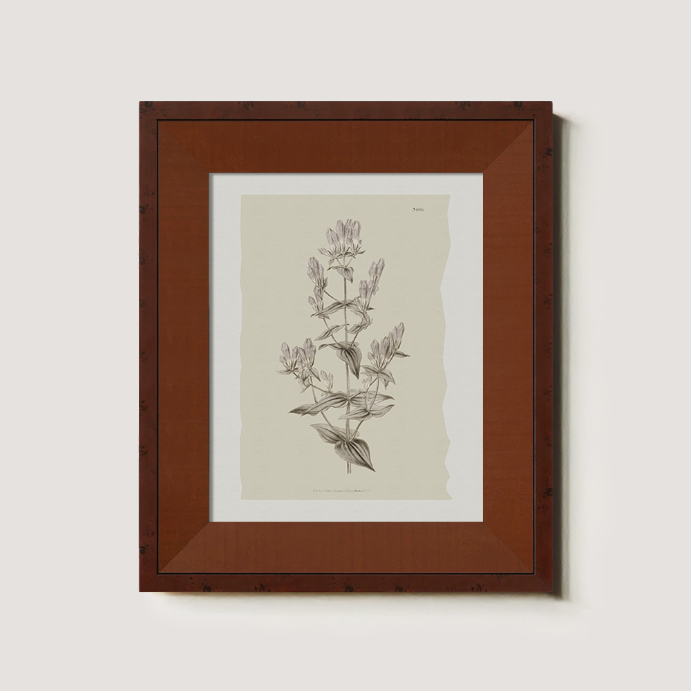 Vintage Erica Massonii Botanical Etching