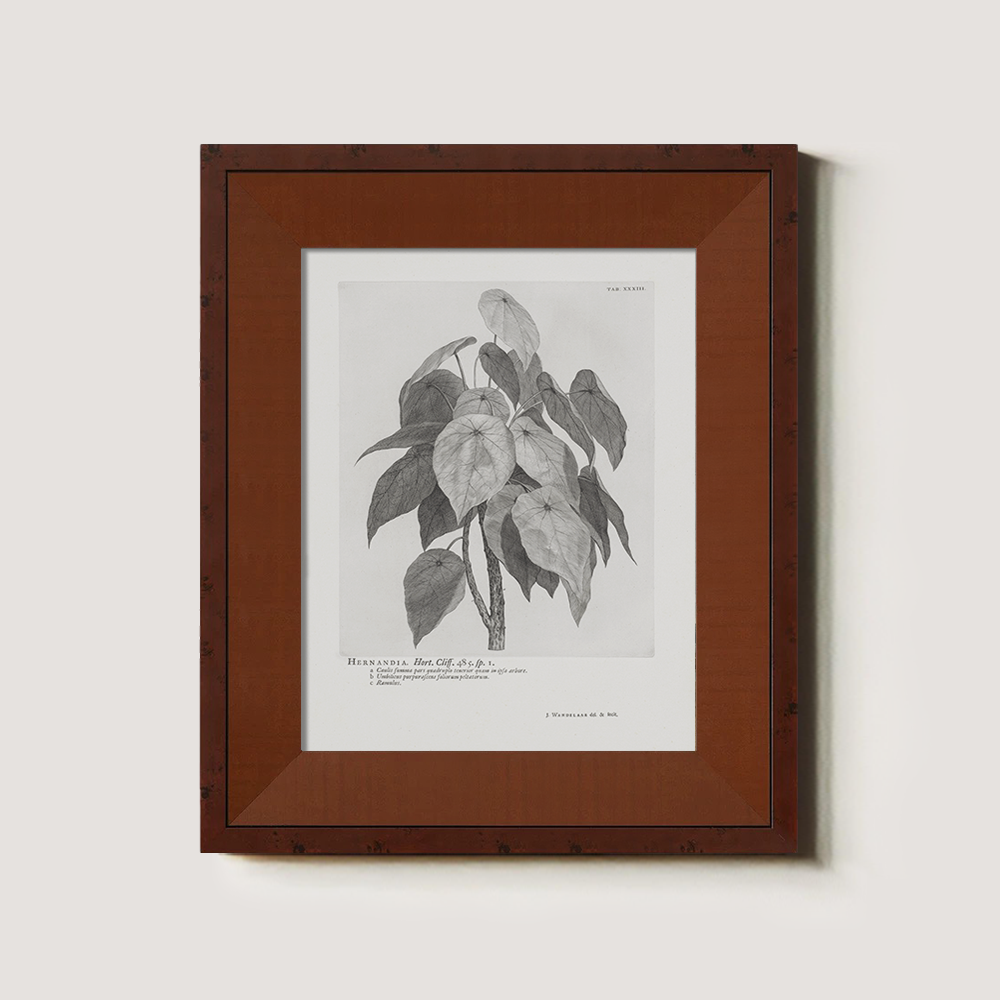 Vintage Hernandia Botanical Etching