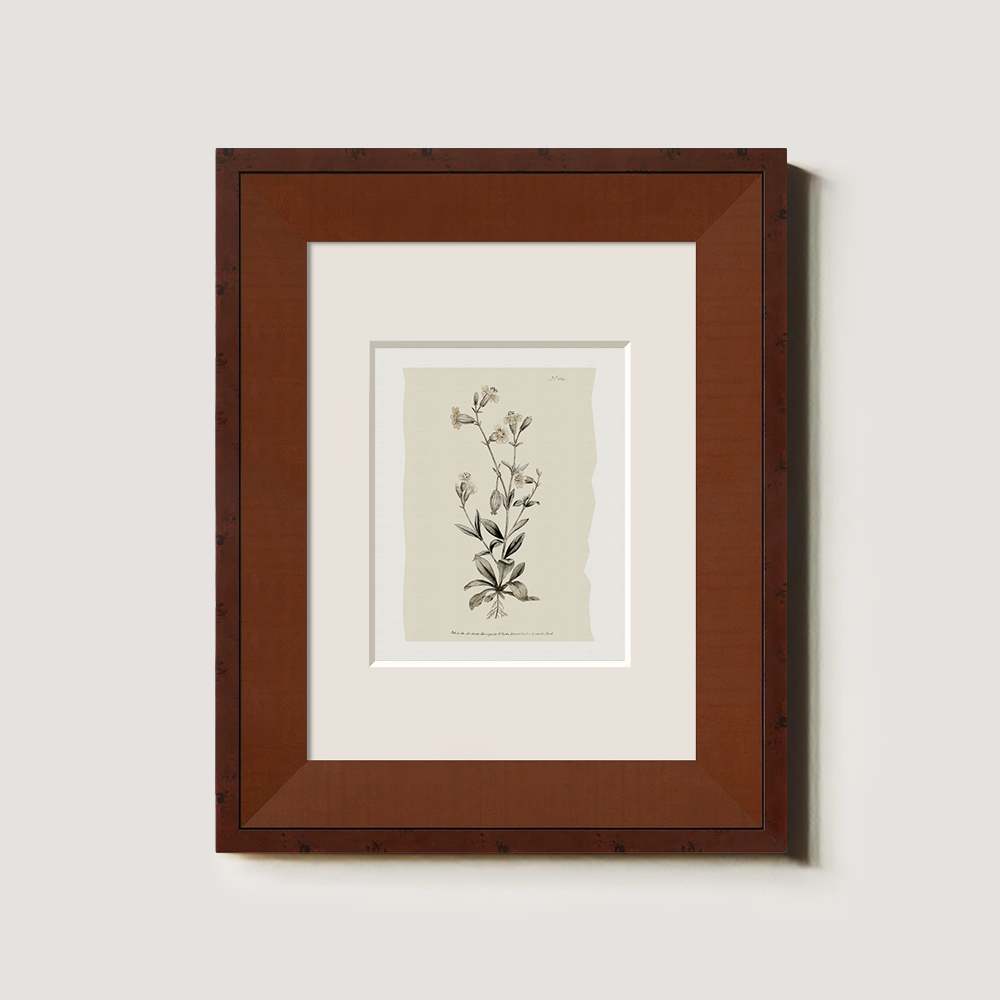 Vintage Arabis Alpina Botanical Etching