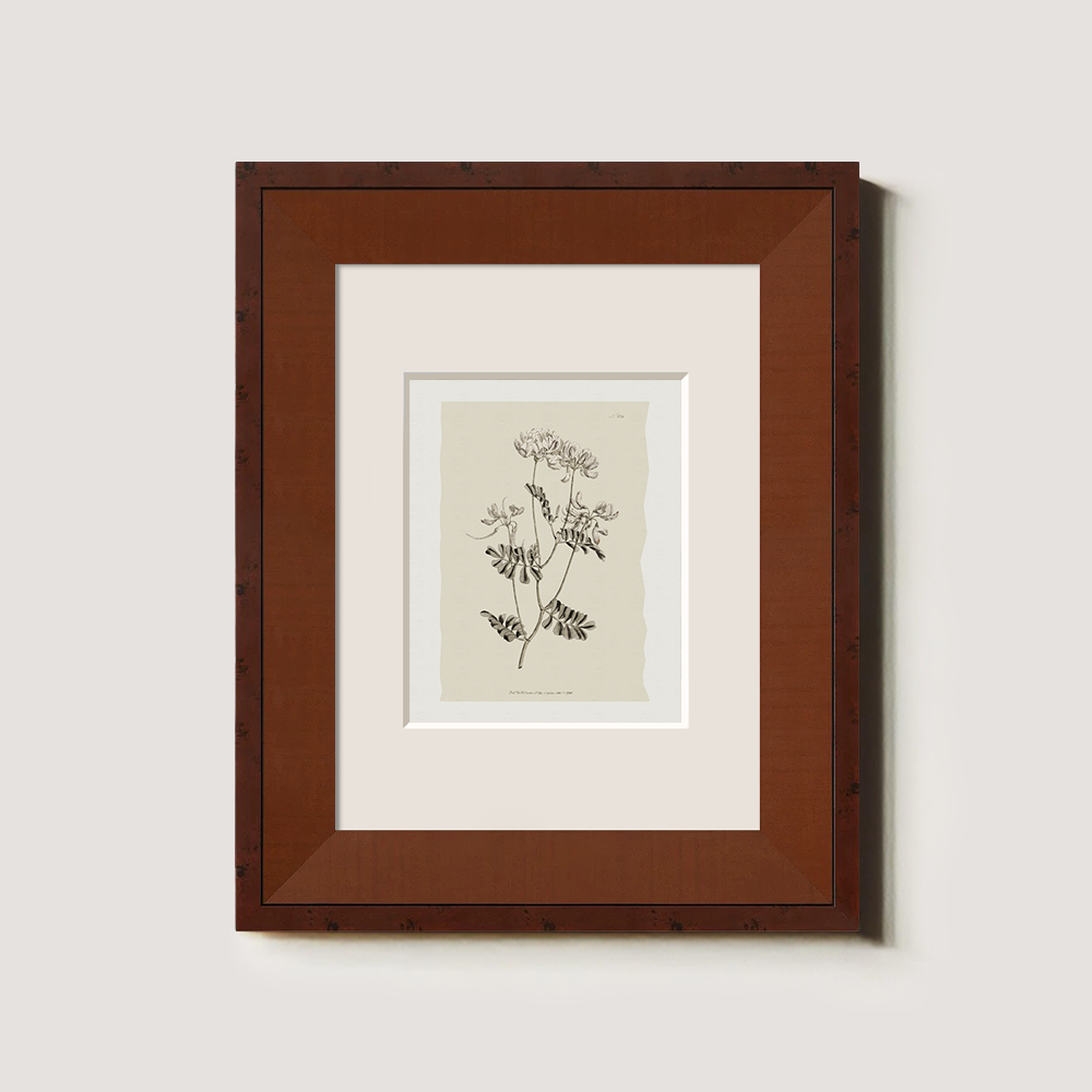 Vintage Anthyllis Vulneraria Botanical Etching