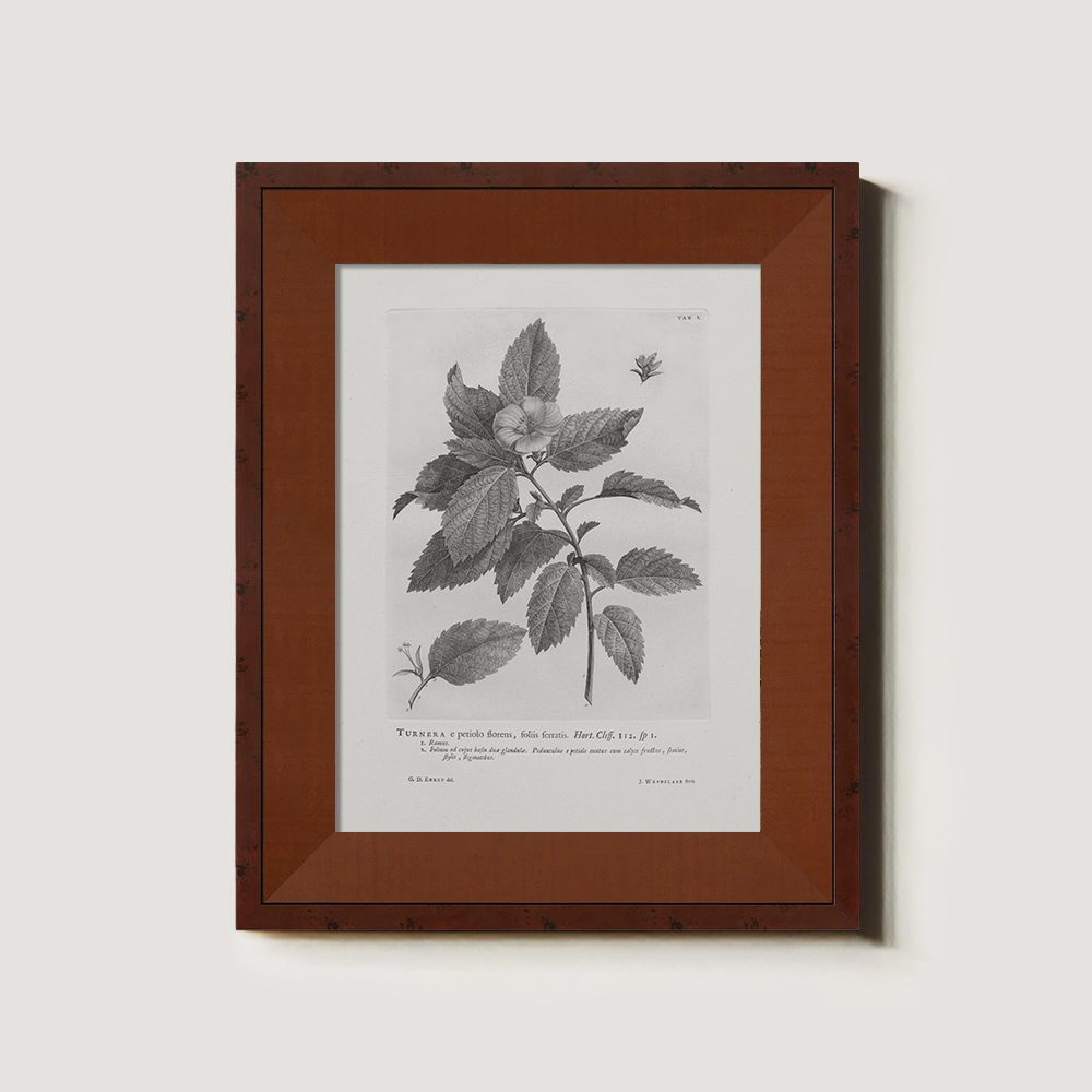 Vintage Turnera Ulmifolia Botanical Etching