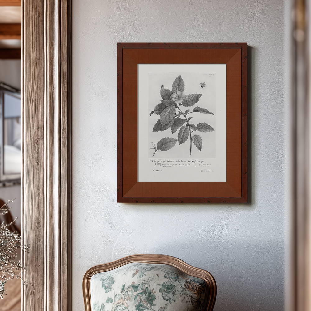 Vintage Turnera Ulmifolia Botanical Etching