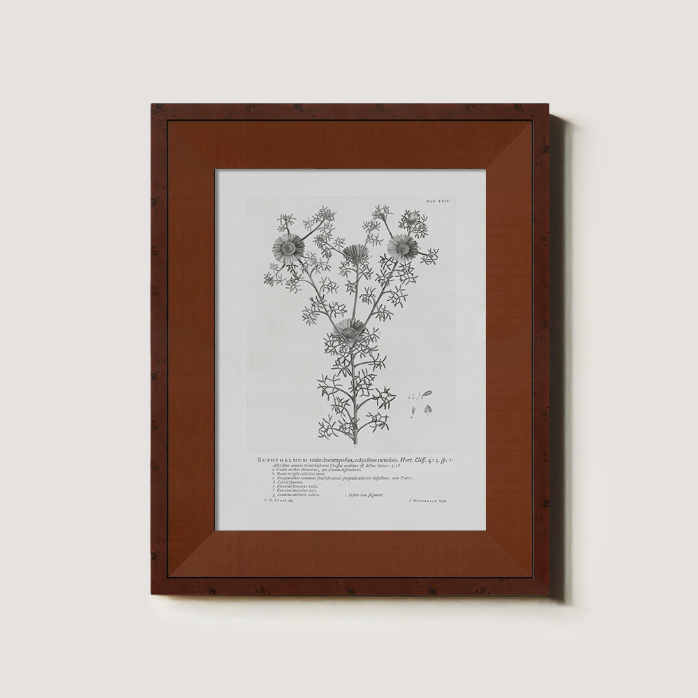 Vintage Buphthalmum Maculatum Botanical Etching
