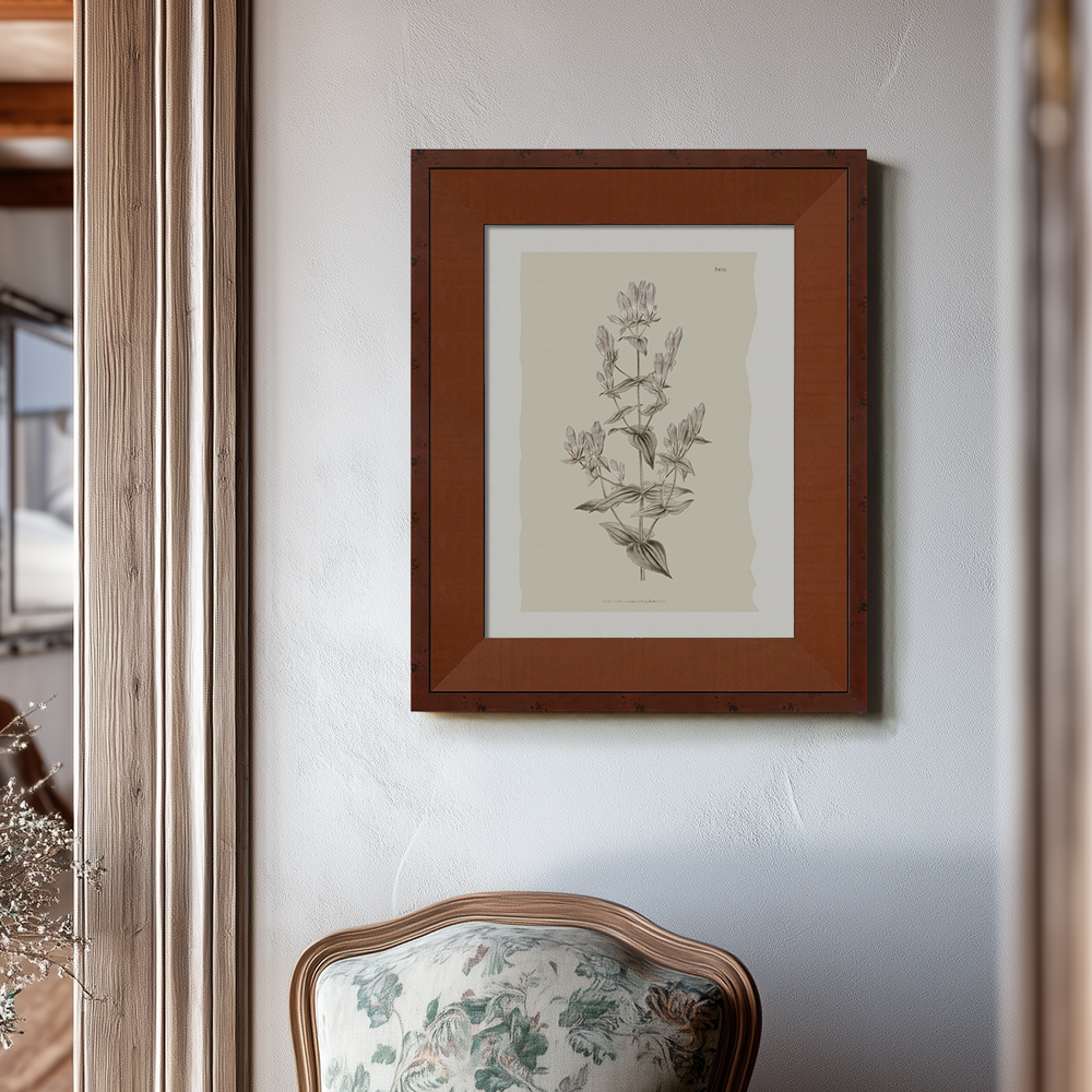 Vintage Campanula Latifolia Botanical Etching