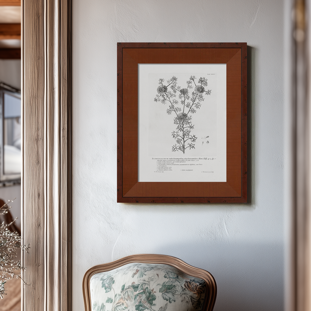 Vintage Buphthalmum Maculatum Botanical Etching