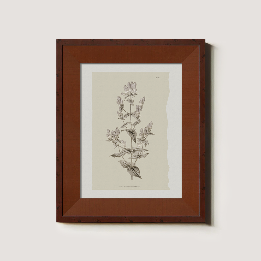 Vintage Erica Massonii Botanical Etching