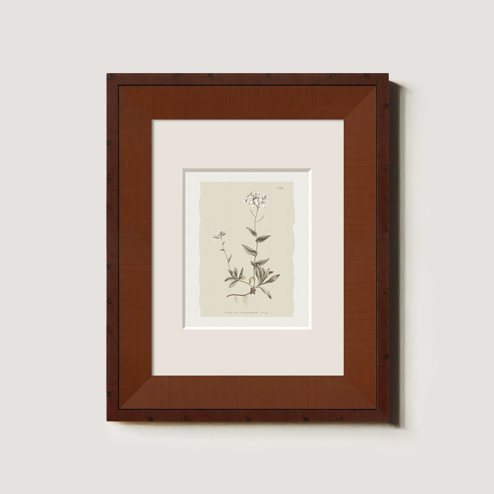 Vintage Cardamine Hirsuta Botanical Etching