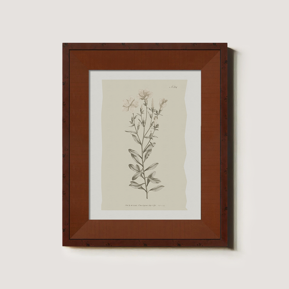 Vintage Epilobium Montanum Botanical Etching