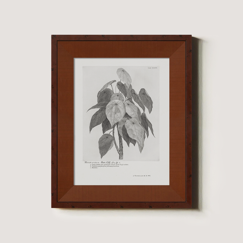 Vintage Hernandia Botanical Etching