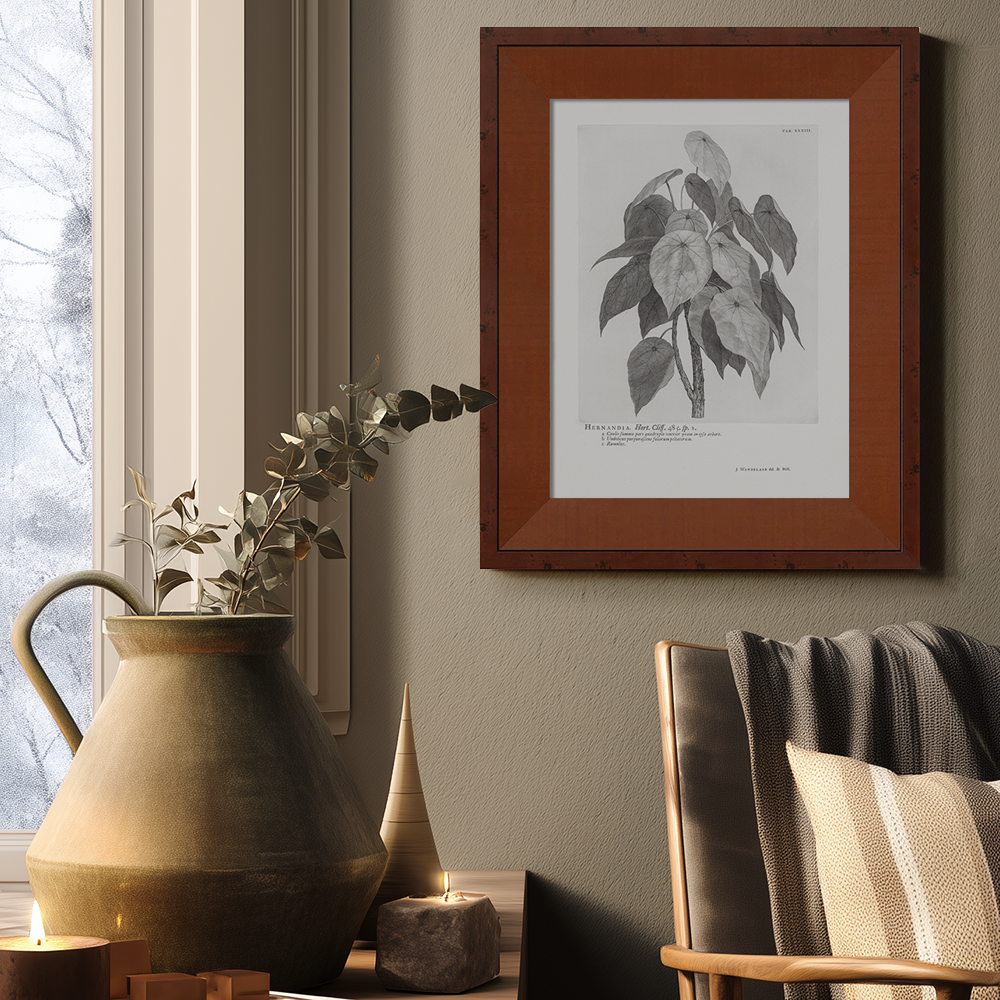 Vintage Hernandia Botanical Etching