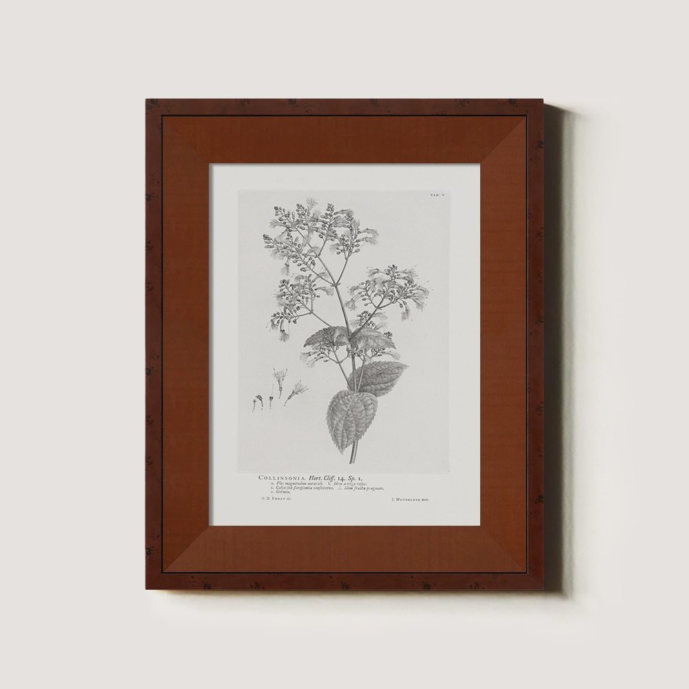 Vintage Collinnia Hart Botanical Etching