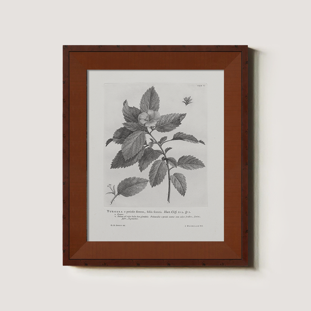 Vintage Turnera Ulmifolia Botanical Etching