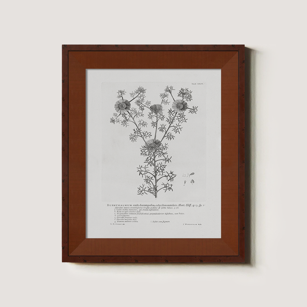 Vintage Buphthalmum Maculatum Botanical Etching