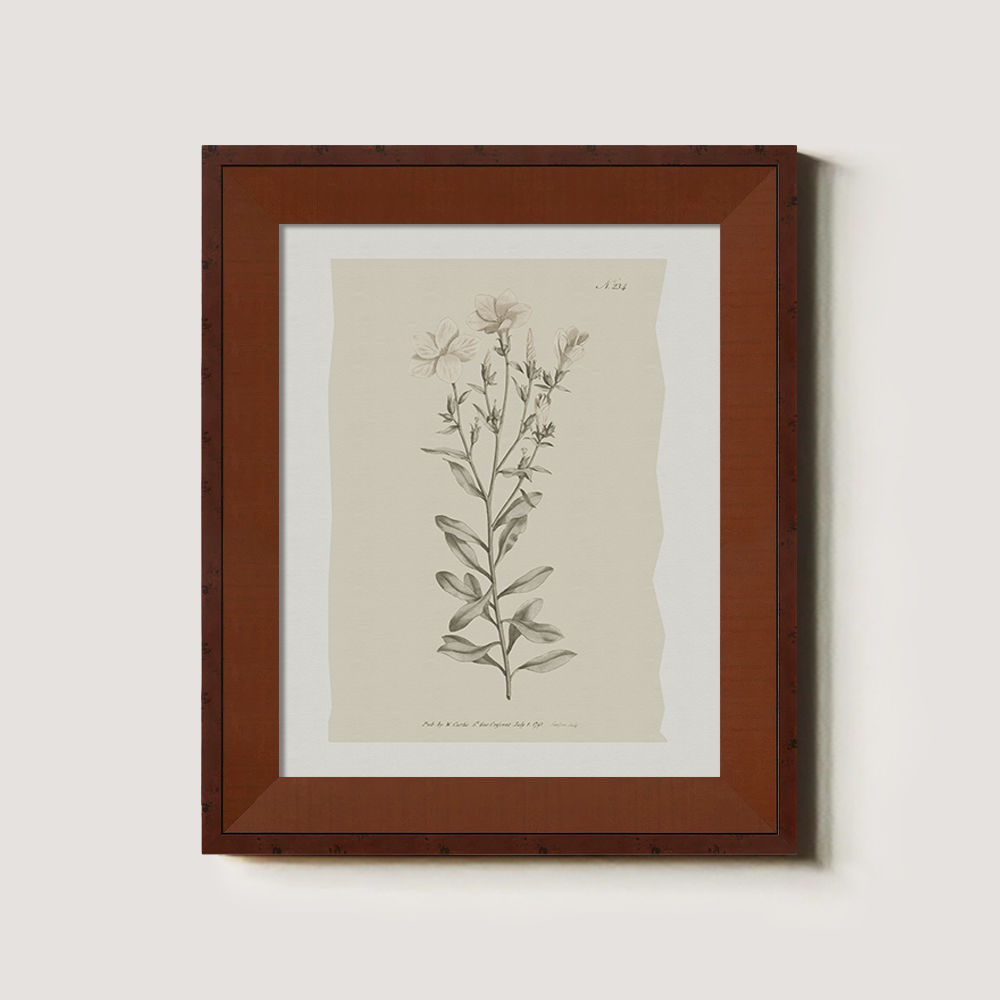 Vintage Epilobium Montanum Botanical Etching