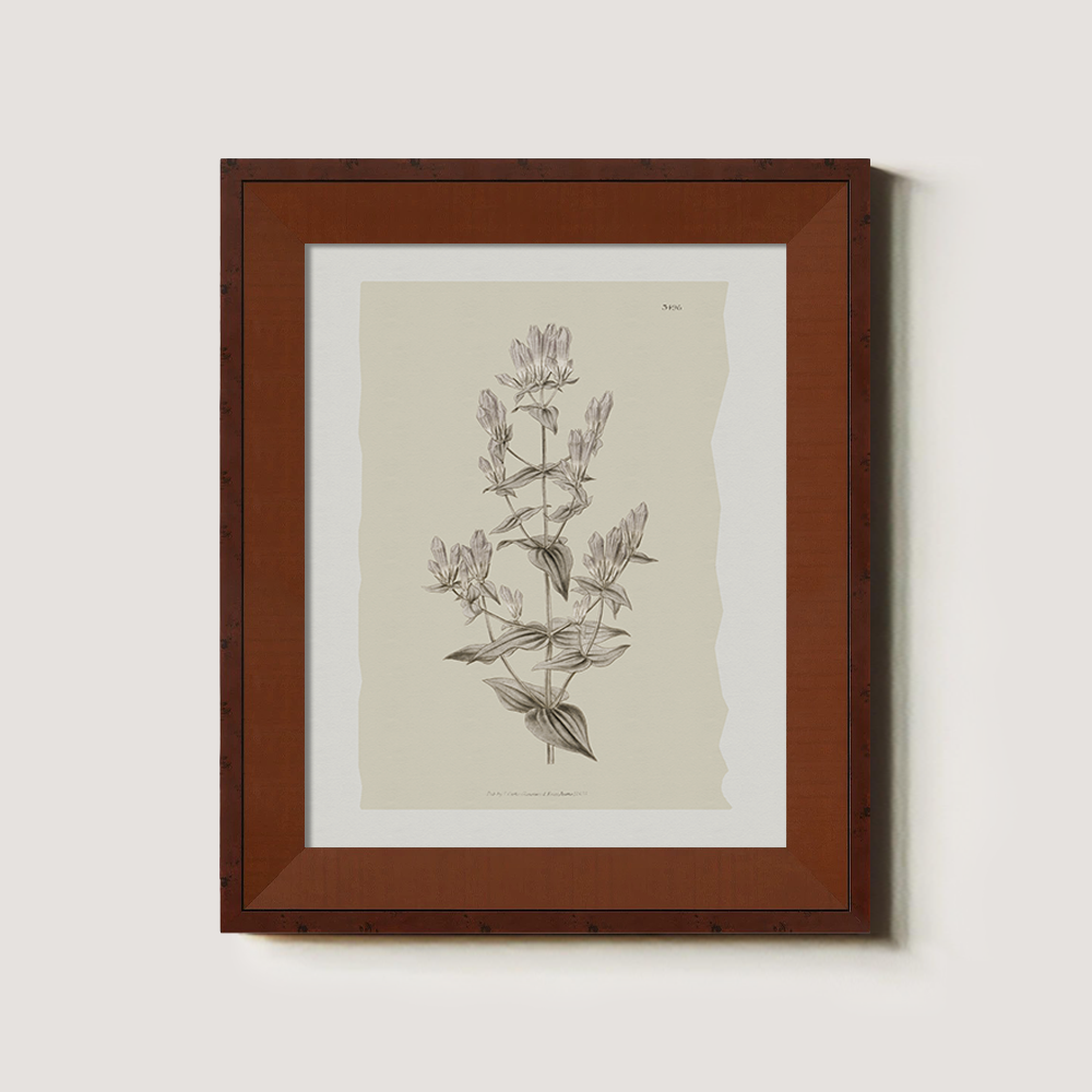 Vintage Erica Massonii Botanical Etching