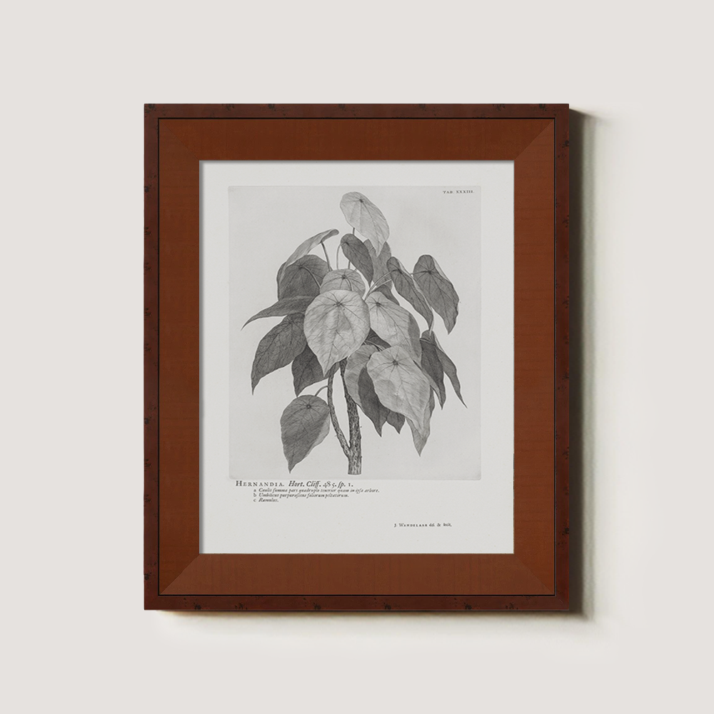Vintage Hernandia Botanical Etching