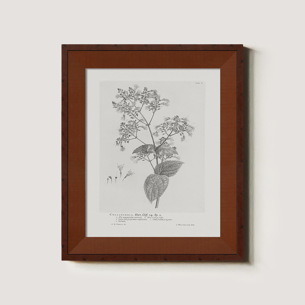 Vintage Collinnia Hart Botanical Etching