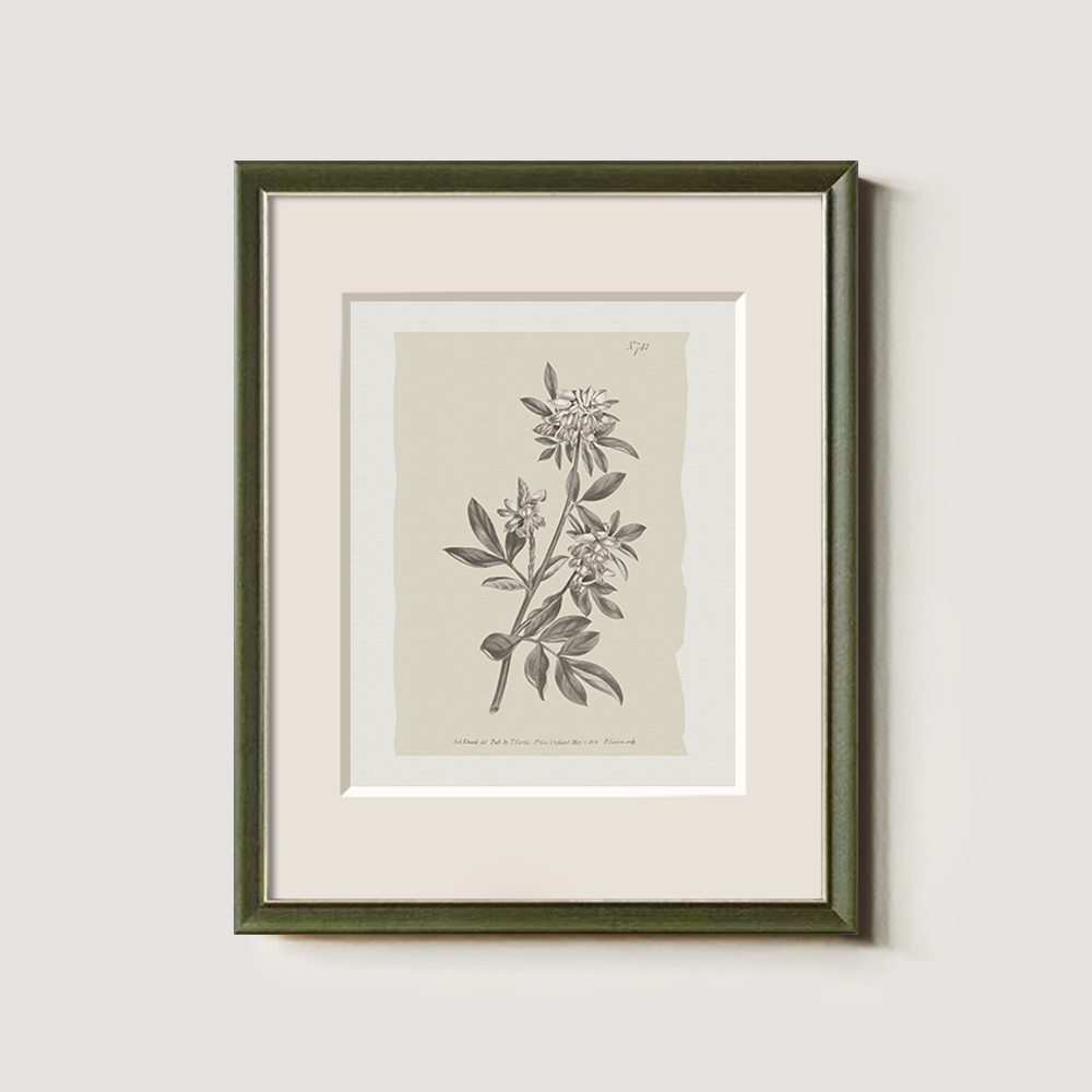 Vintage Actinotus Helianthi Botanical Etching