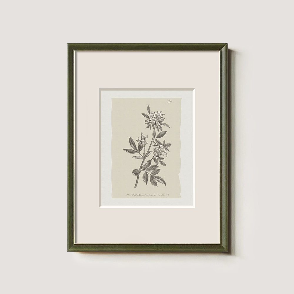Vintage Actinotus Helianthi Botanical Etching