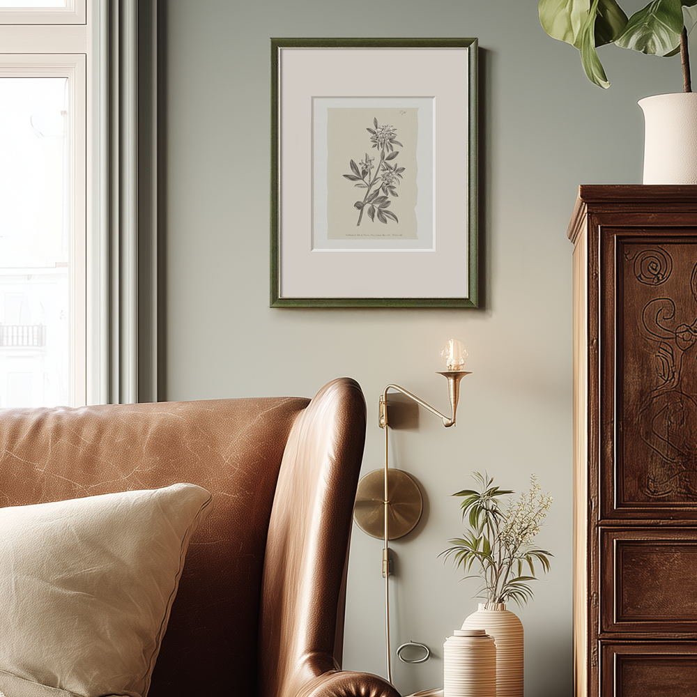 Vintage Actinotus Helianthi Botanical Etching