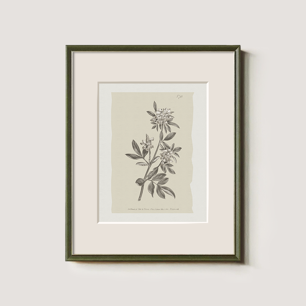Vintage Actinotus Helianthi Botanical Etching